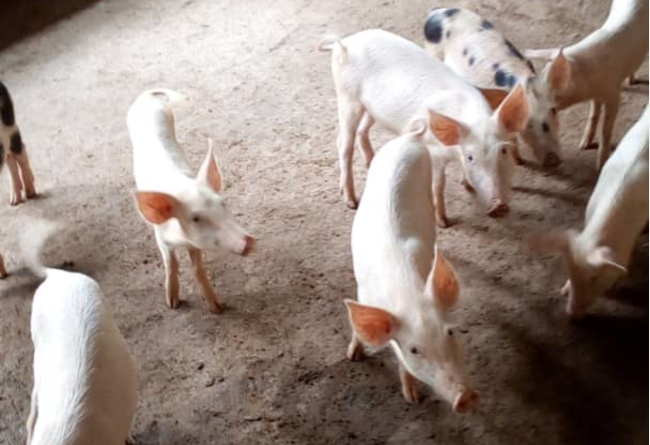 Profesor de español. Amante de la agricultura y ganadería 10 €