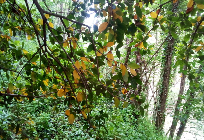 Knowledge exchange on self-sufficiency through plants and canning 10 €
